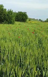کاه گندم