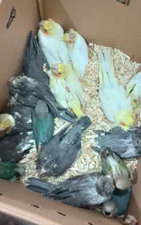 جوجه عروس و عروس بالغ