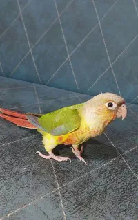 طوطه گیرنچیک جوجه دون خور