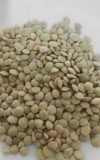 عدس تازه