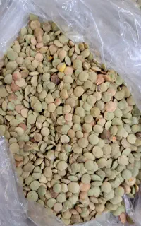 عدس مغان