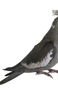 طوطی پیدا شده