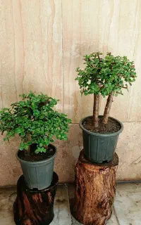 گیاه آپارتمانی بنسای جید