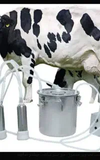 شیر گاوداری