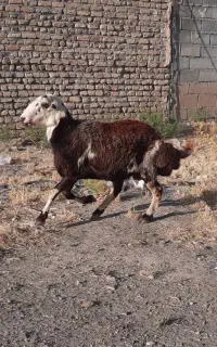 شیشک