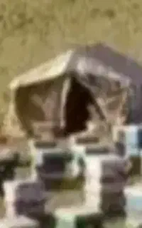 چادر ۱۲متری زنبور داری