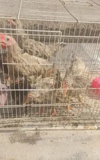 فروش جوجه