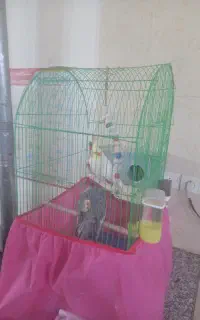عروس هلندی