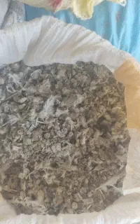 گوش زیلی