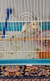 عروس هلندی