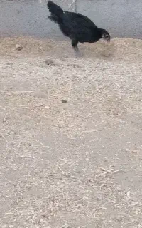 جوجه