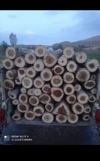 درخت کاری