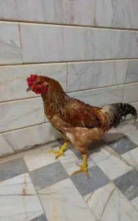 خروس چهل تاج
