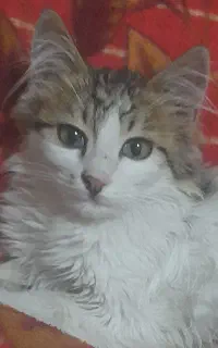 پیشی پشمالوی نر