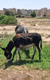 خر الاغ جوان