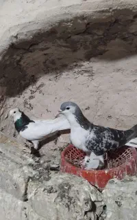 دوتا مجسمه کفتر پرشی مجسمه