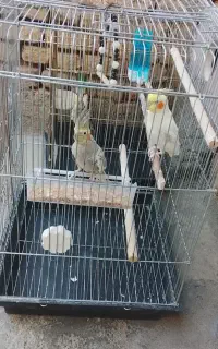 عروس هلندی جفت