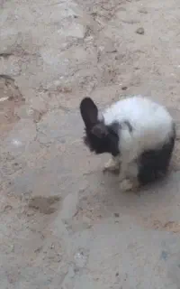 خرگوش نر
