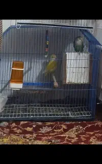 جفت کوتوله مولد