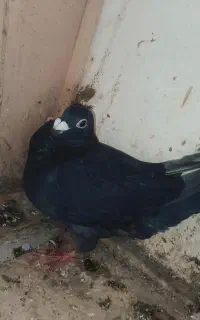 یه جفت مخصوص همال و پرش غریب گنبدن