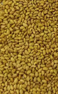 بذر قره یونجه اصل