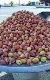 پسته تازه خندان ارزان تر از همه جا