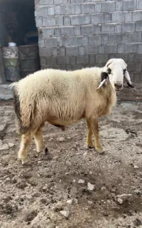 قوچ برون مخصوص فروشی