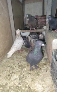 کبوتر نر و ماده با جوجه