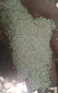 برنج نیمدانه،فجر،عنبربو عمده