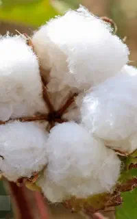 فروش پنبه حلاجی شده درجه یک
