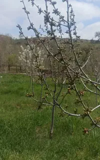 نیازمند کارگر باغ  روستای بقمچ