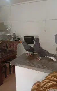 کبوتر