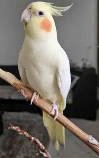 عروس هلندی پیدا شده