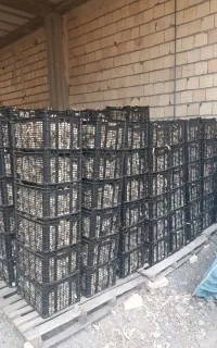سیر بذری قرمز