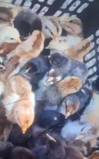 جوجه بوقله. دو هفته