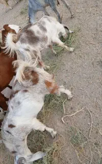 دو تا پاچن چاق