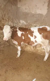 گاو