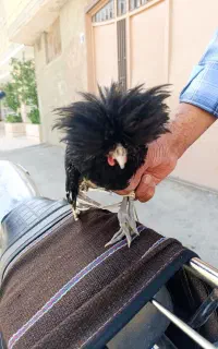 خروس جوان وسرحال نژاددار