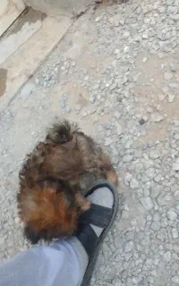 واگذاری توله سگ پامر