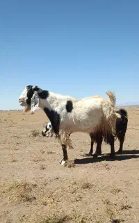 نربز کشتاری و تخمی