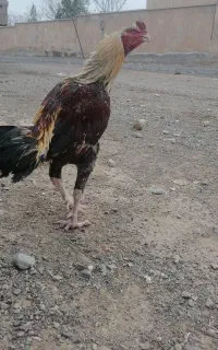 خروس لاری