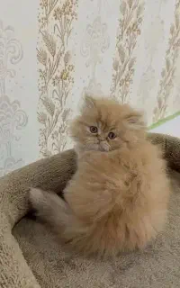 *مجموعه گربه های     ( ناز وگوگولی )