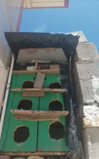 کبوتر و لانه