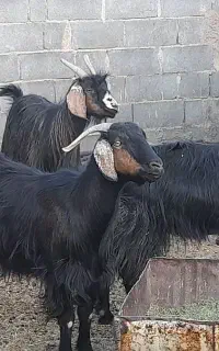 فروشی گوسفند