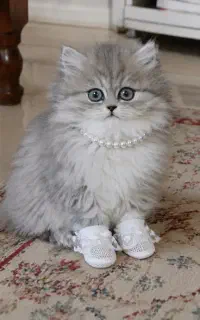 بچه گربه های اشرافی