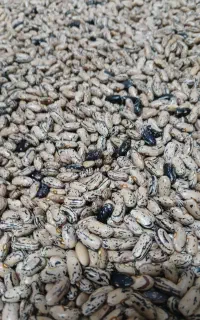 باقلا پاچ محصول تازه