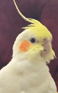 عروس هلندی گم شده