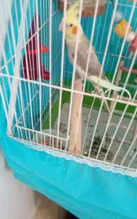پرنده نر و ماده