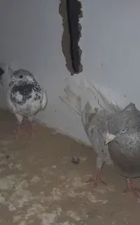 باسلام خدمت دوستان