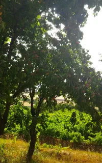 باغ انگور